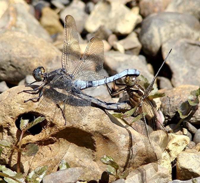 keeled skimmer